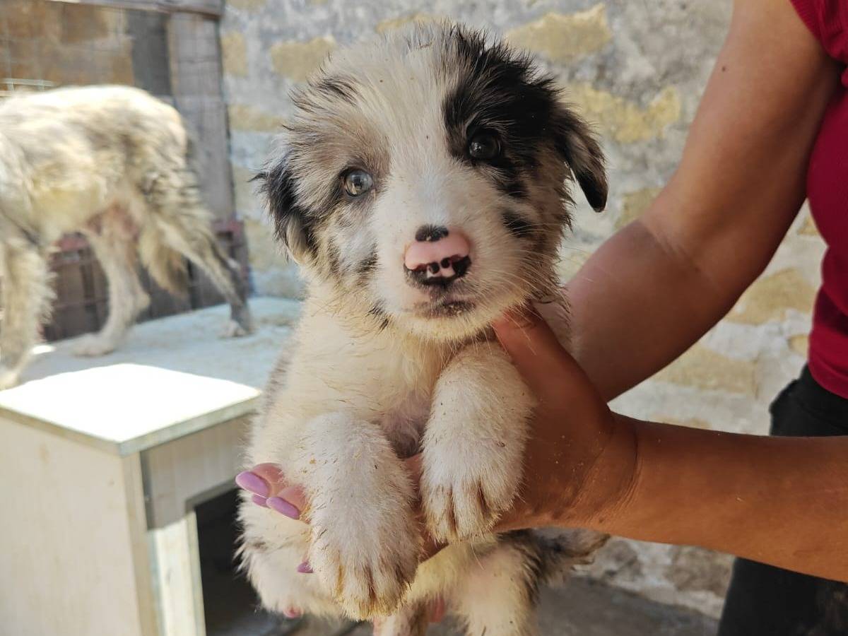 Adotta un cane, maschio, 3 mesi, Trapani