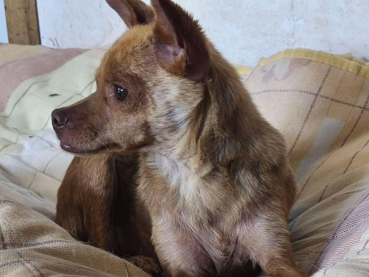 Adozione cane, femmina, Razza sconosciuta Razza sconosciuta, 2 anni e 5 mesi, taglia piccola, Avellino
