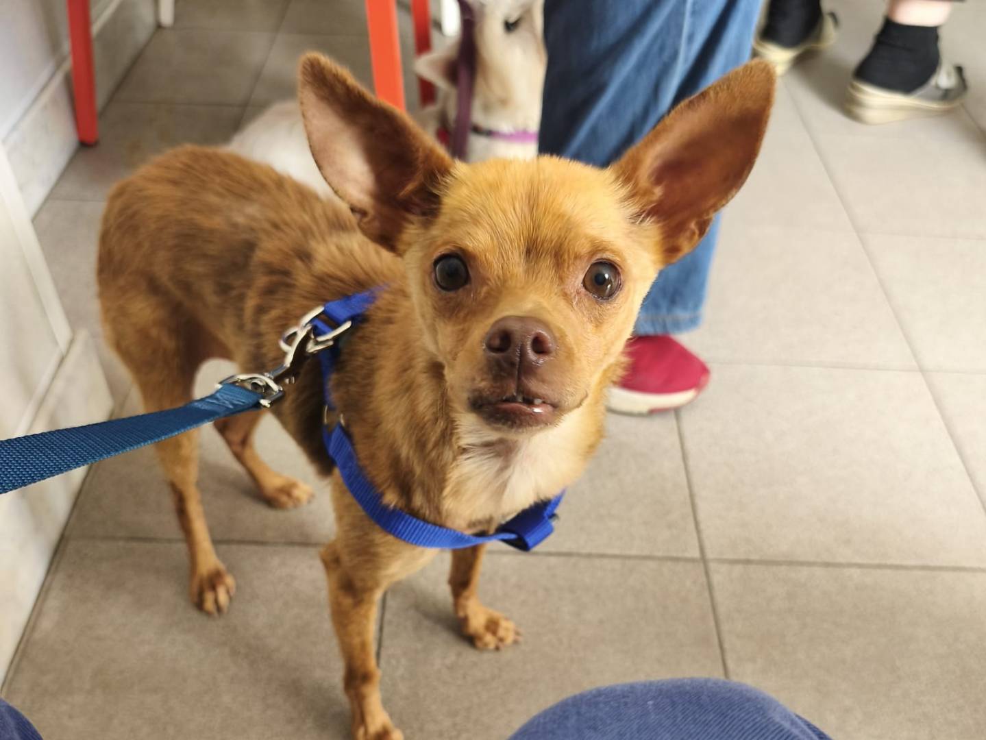 Adotta un cane, femmina, 2 anni e 5 mesi, Avellino