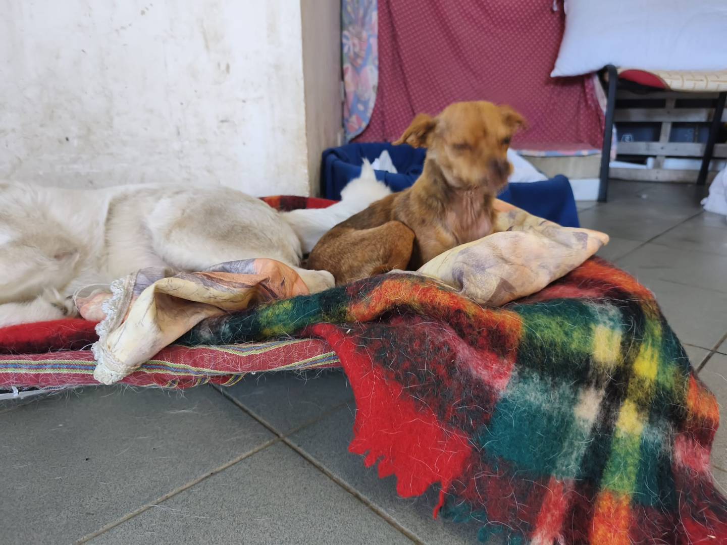 Adotta un cane, taglia piccola, femmina, Avellino