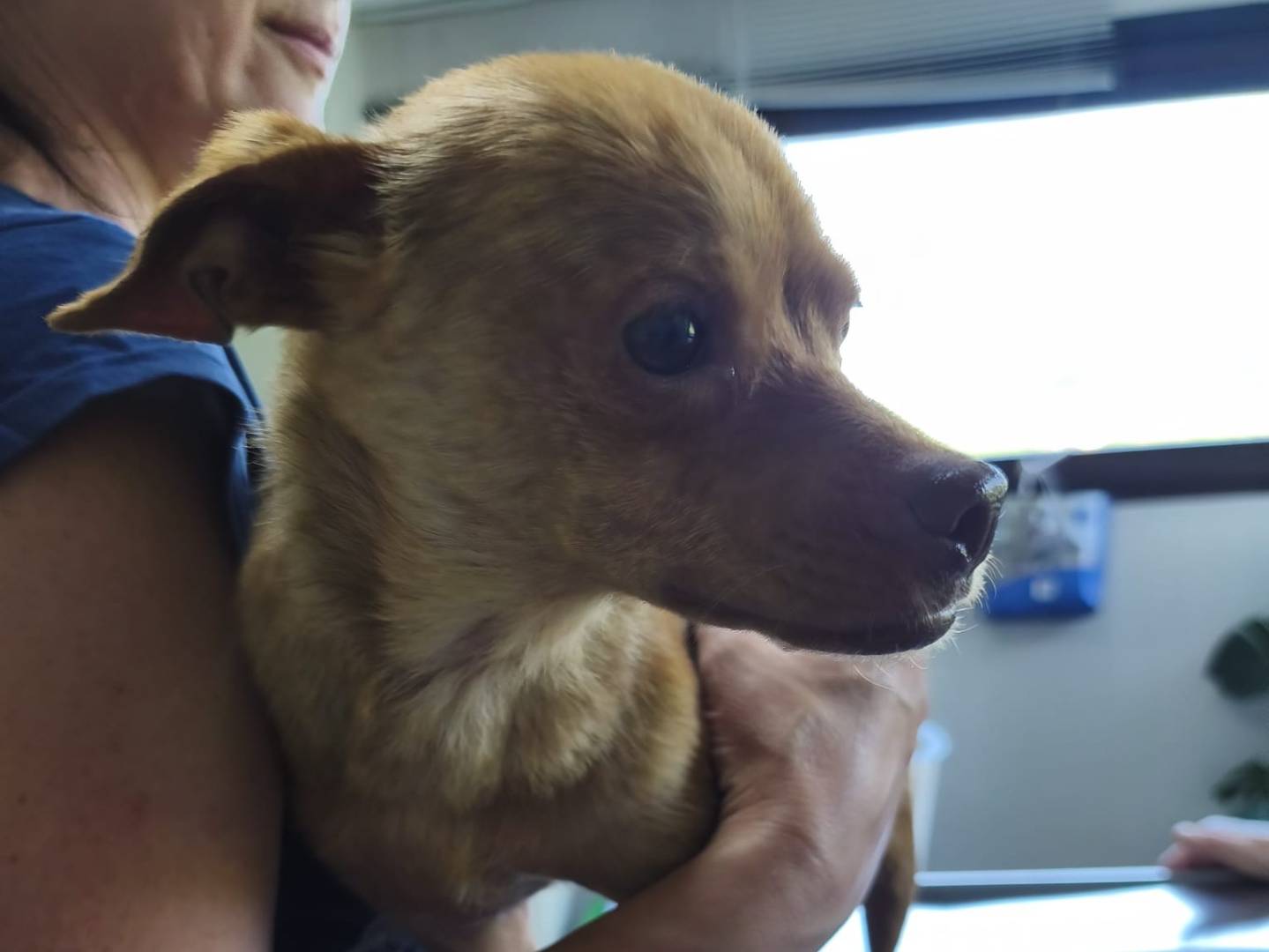 Vuoi adottare un cane a Avellino?