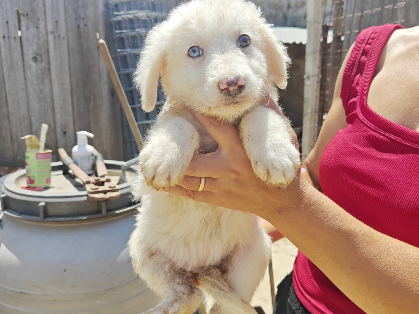 Adozione cane, femmina, Razza sconosciuta Razza sconosciuta, 2 mesi, taglia media, Trapani
