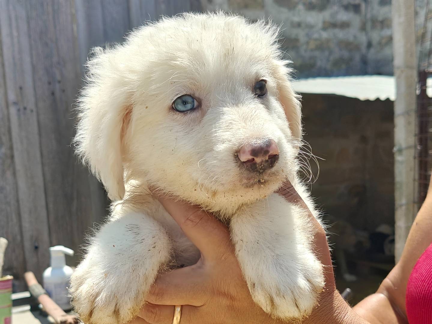 Adotta un cane, taglia media, femmina, Trapani
