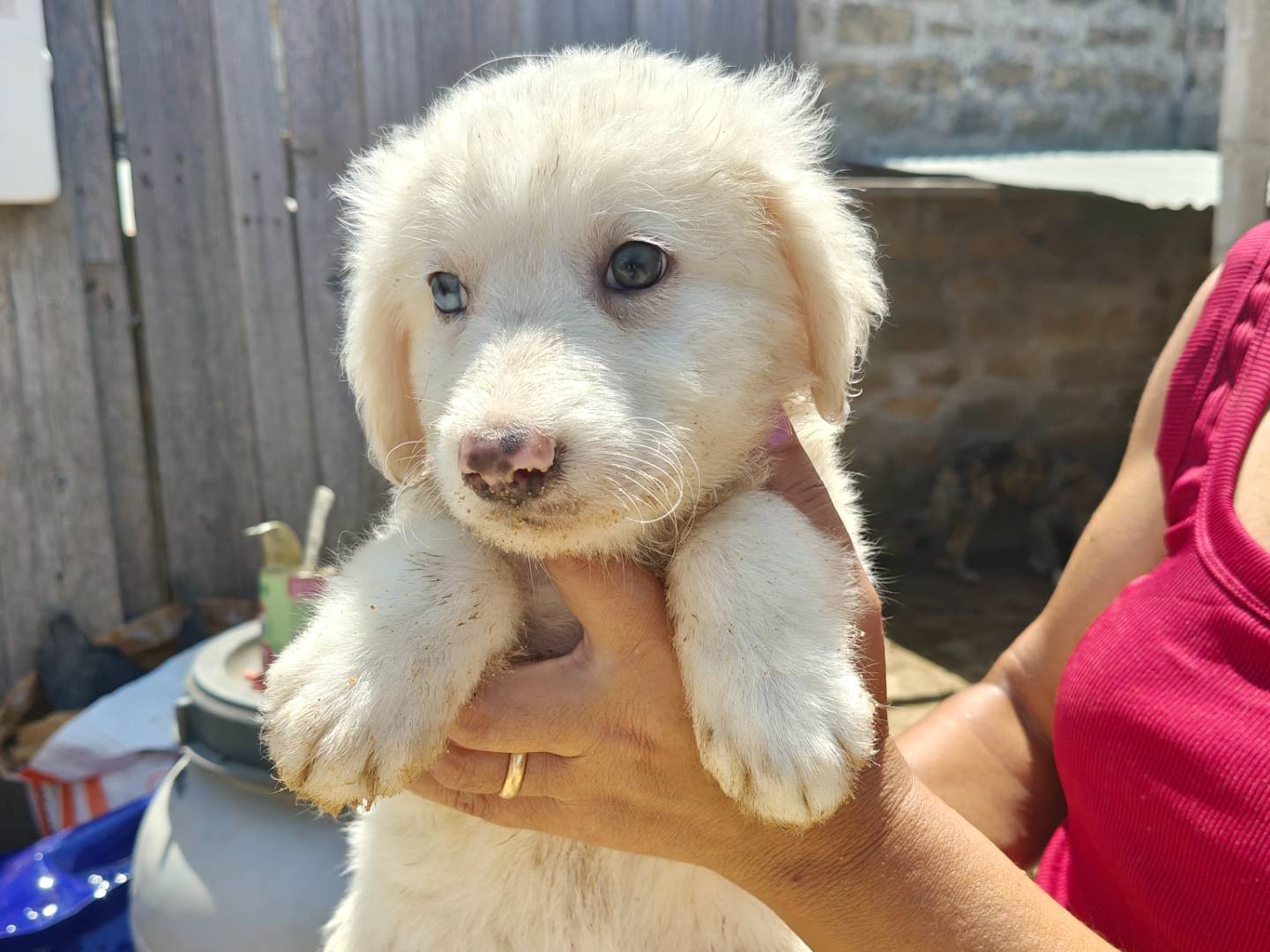 Vuoi adottare un cane a Trapani?