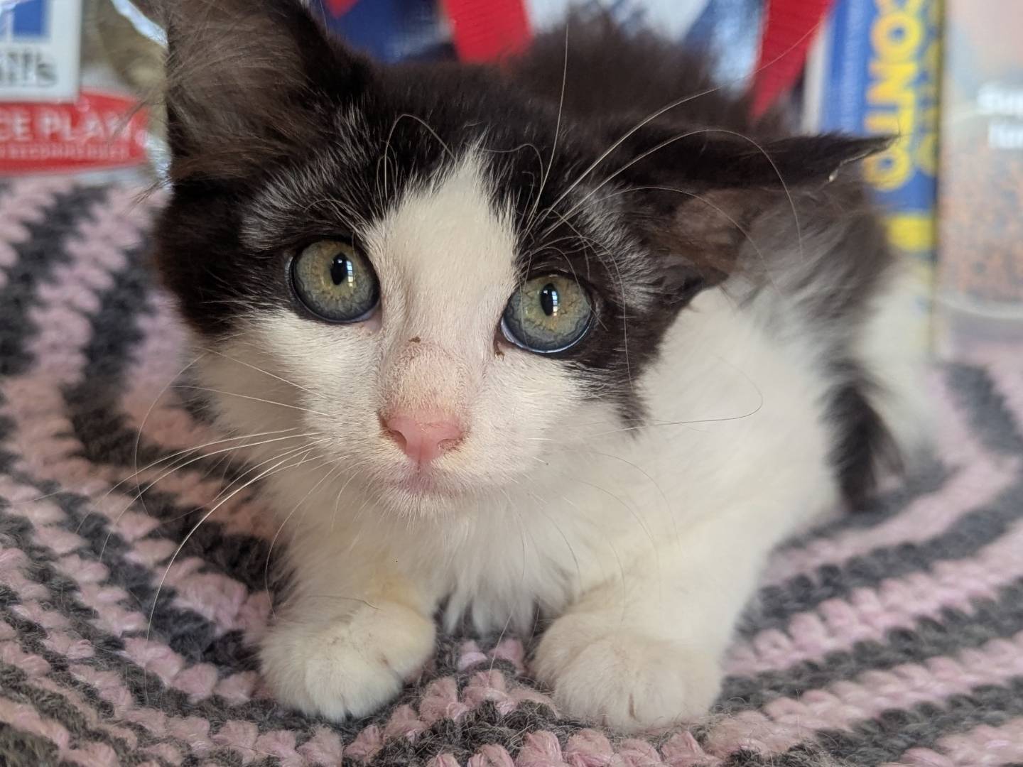 Adozione gatto, femmina, Razza sconosciuta Razza sconosciuta, 3 mesi, taglia non valida, Teramo
