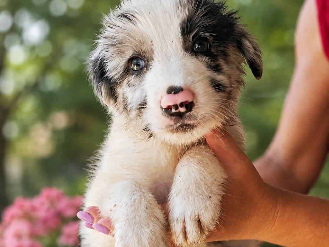 Adozione cane, maschio, Razza sconosciuta Razza sconosciuta, 3 mesi, taglia media, Trapani