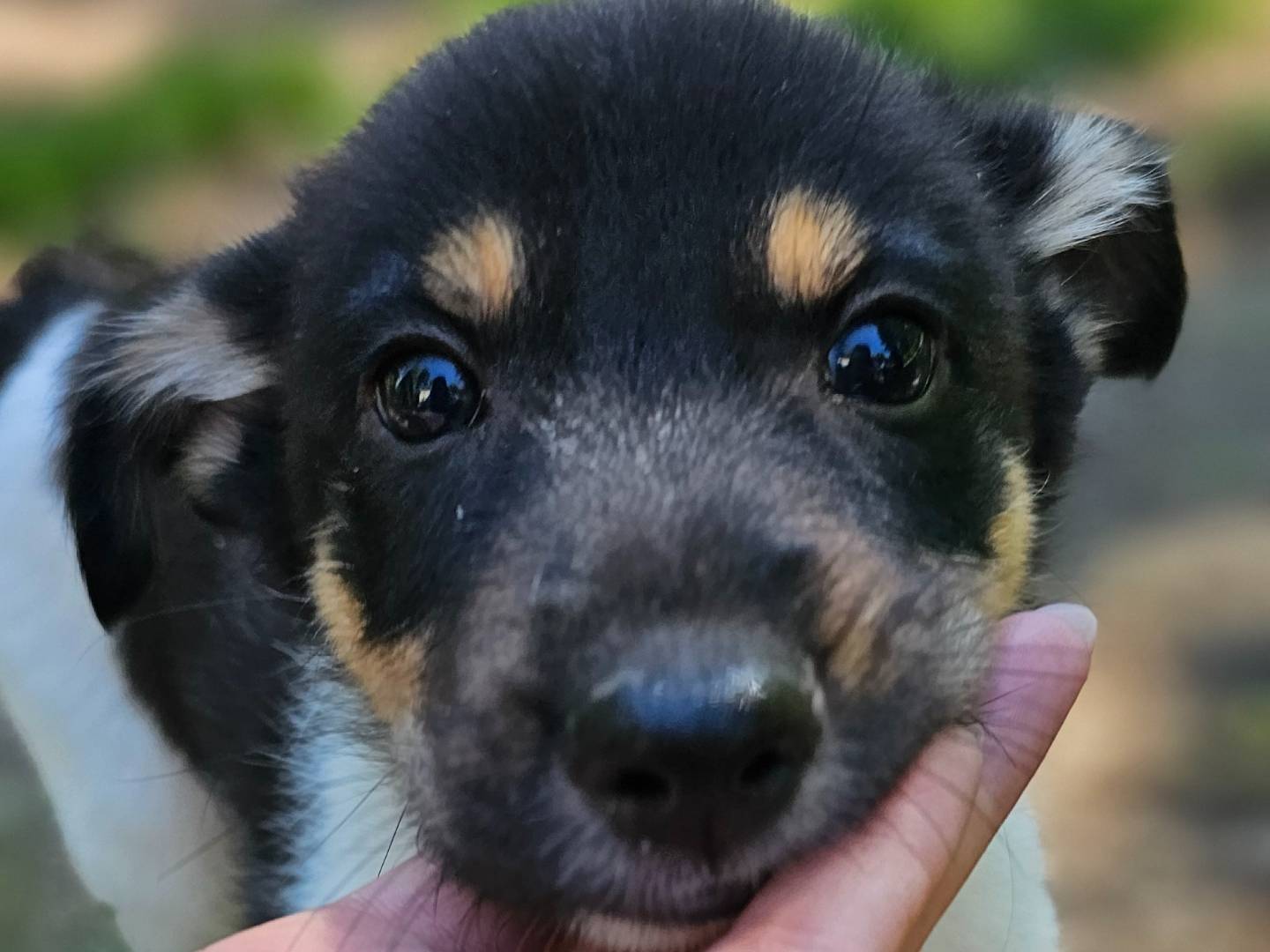 Adotta un cane, maschio, 2 mesi, Avellino