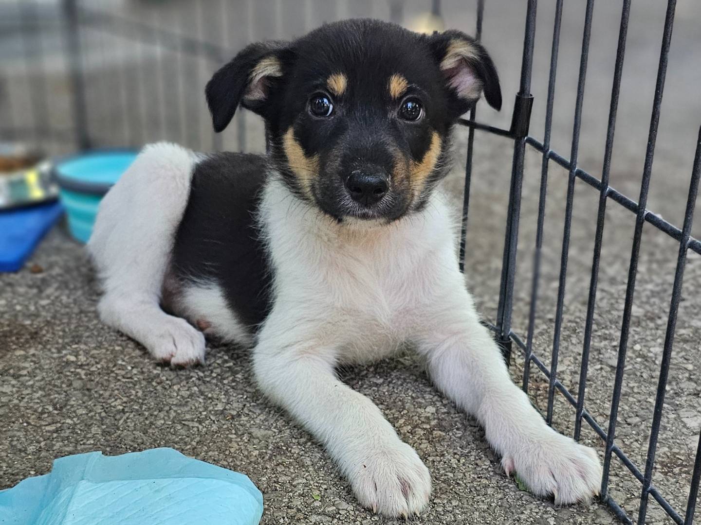 Adotta un cane, taglia media contenuta, maschio, Avellino