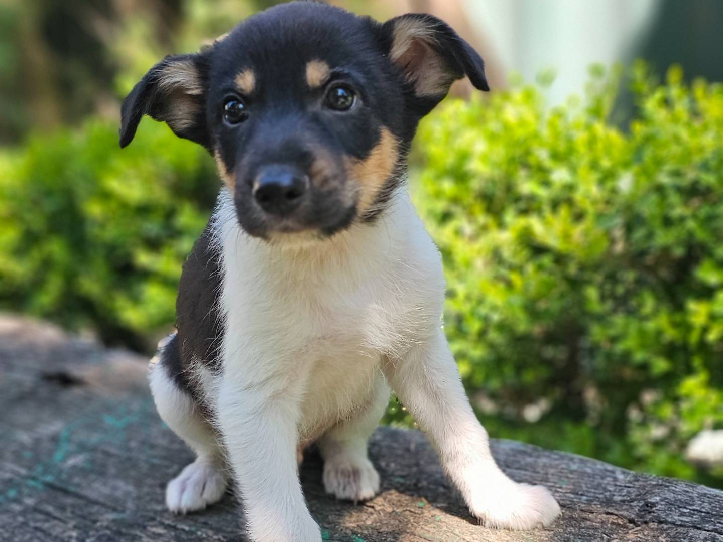 Vuoi adottare un cane a Avellino?