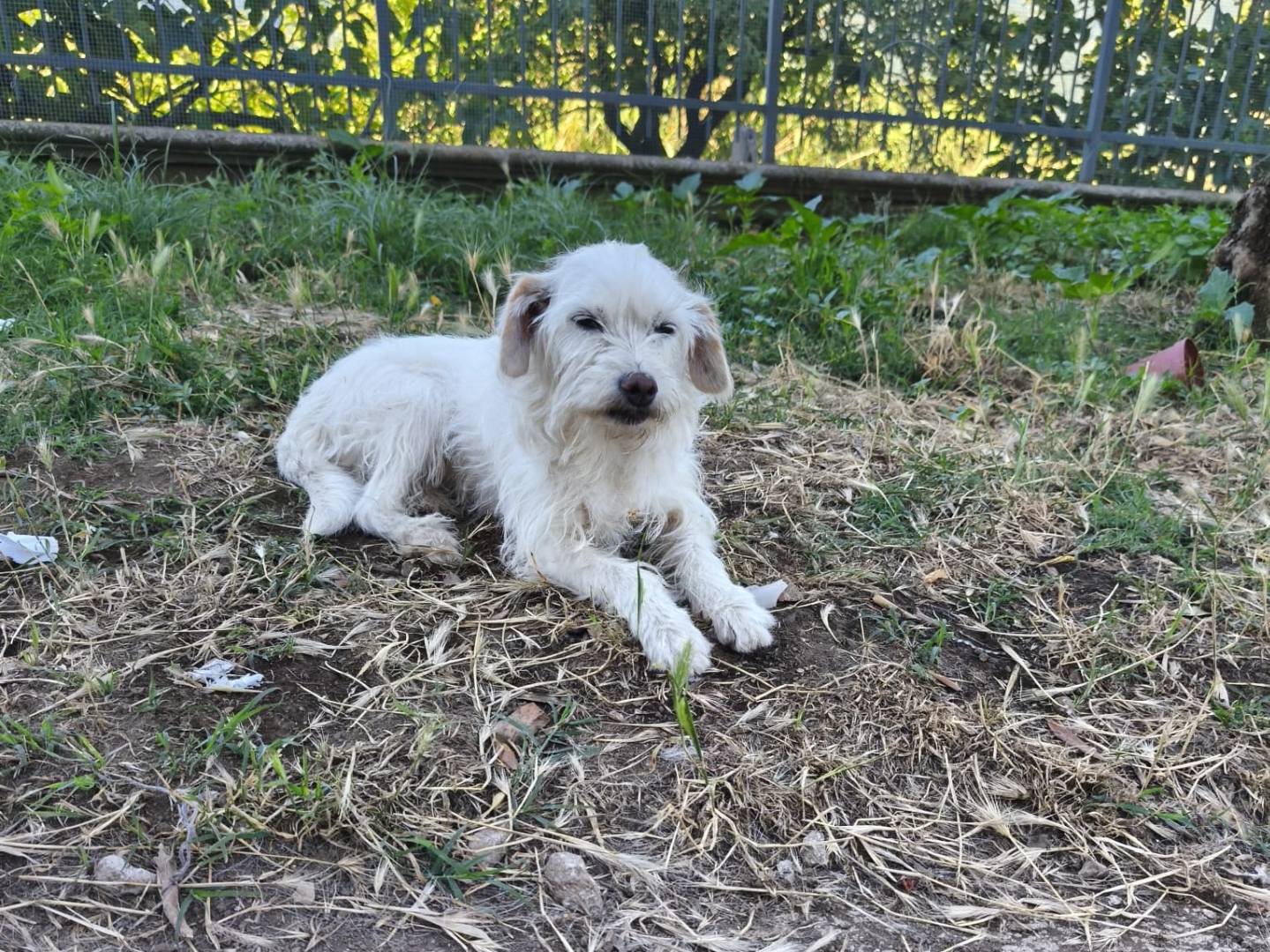 Adozione cane, femmina, Razza sconosciuta Razza sconosciuta, 6 anni, taglia piccola, Avellino