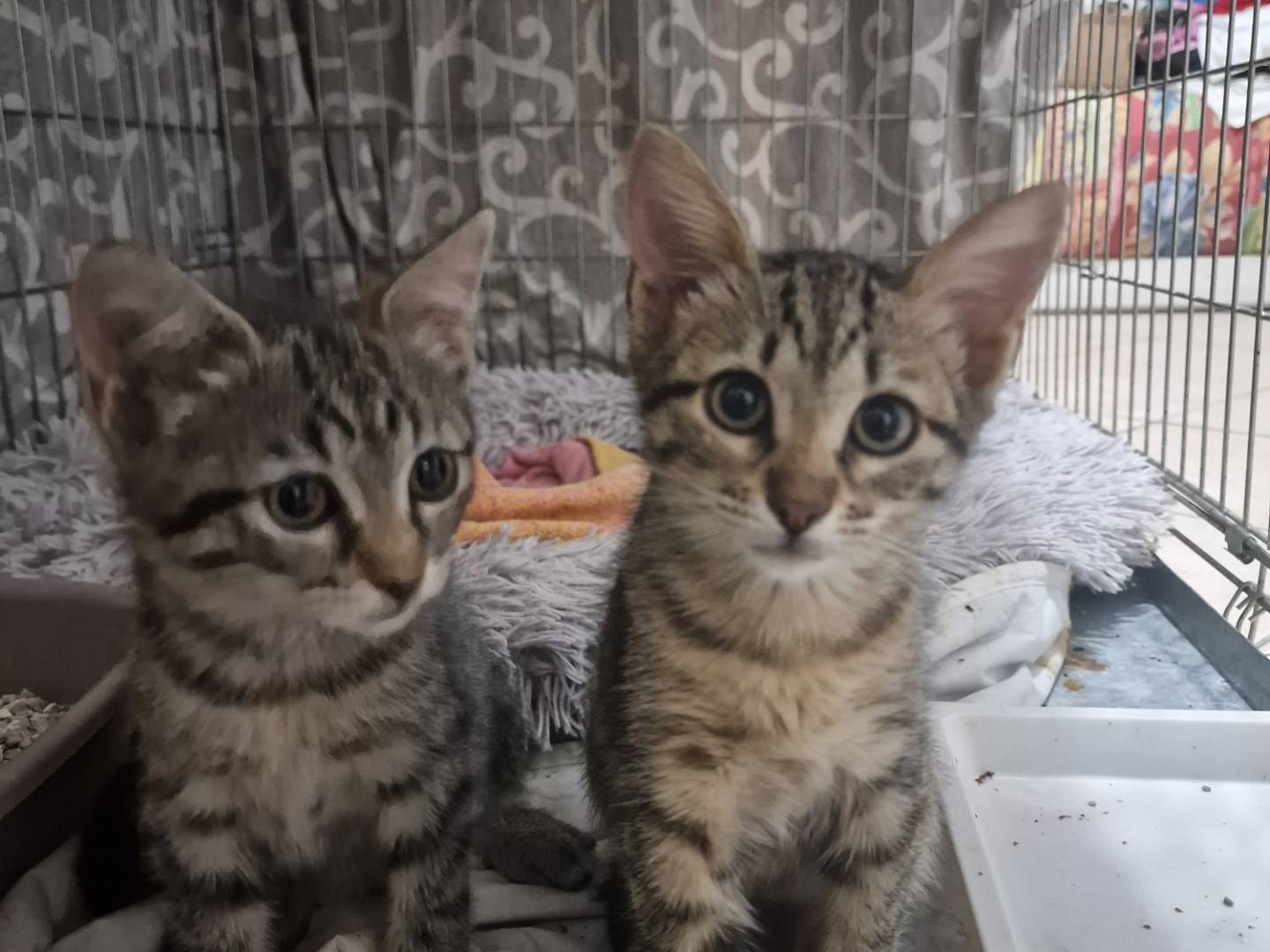 Adozione gatto, femmina, Razza sconosciuta Razza sconosciuta, 3 mesi, taglia non valida, Livorno