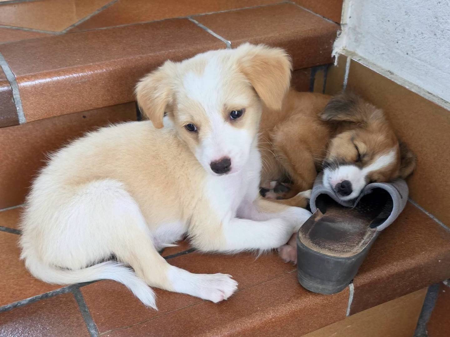 Adozione cane, maschio, Razza sconosciuta Razza sconosciuta, 3 mesi, taglia media contenuta, Frosinone