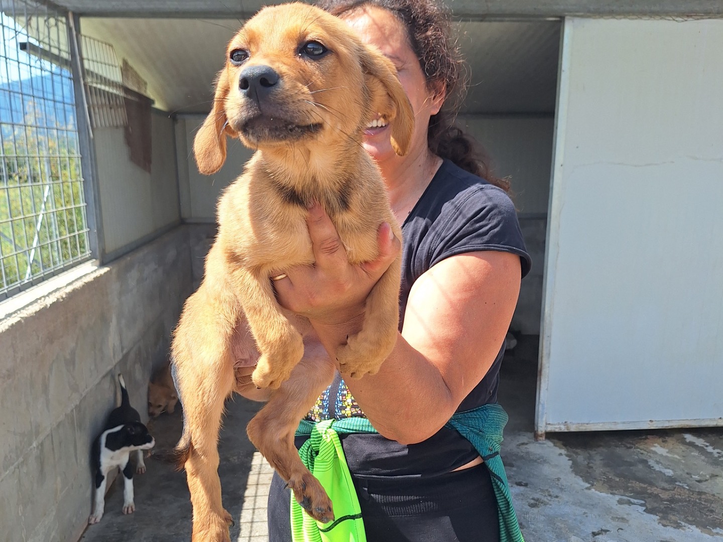Adotta un cane, femmina, 3 mesi, Frosinone