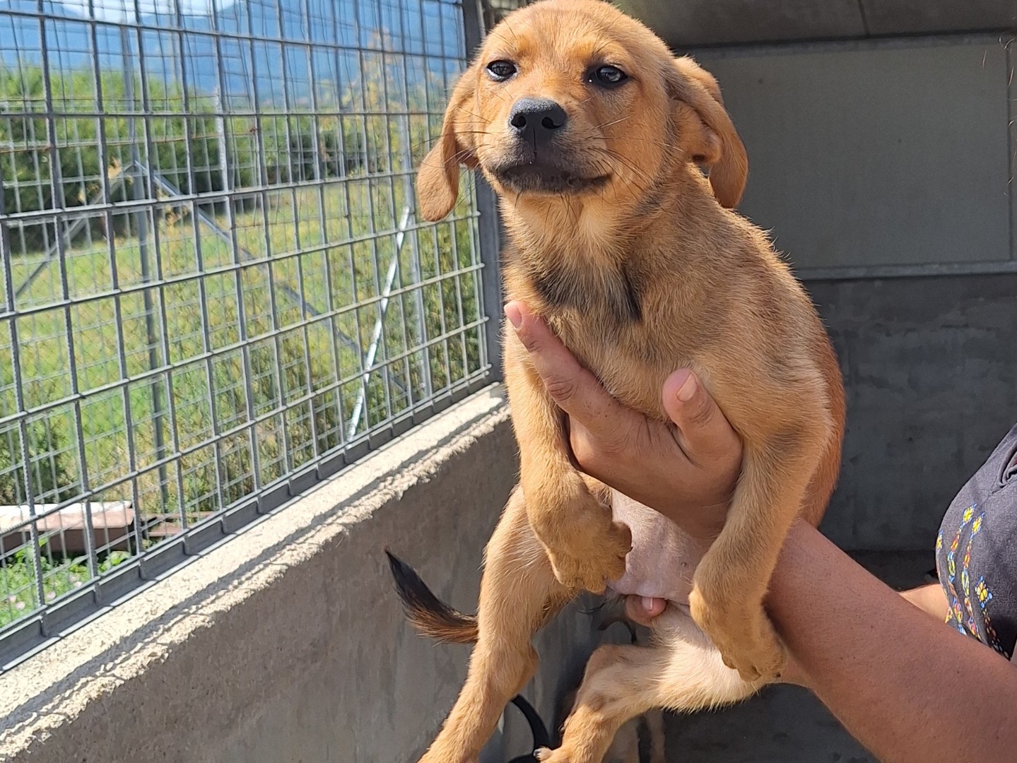 Adozione cane, femmina, Razza sconosciuta Razza sconosciuta, 3 mesi, taglia media, Frosinone