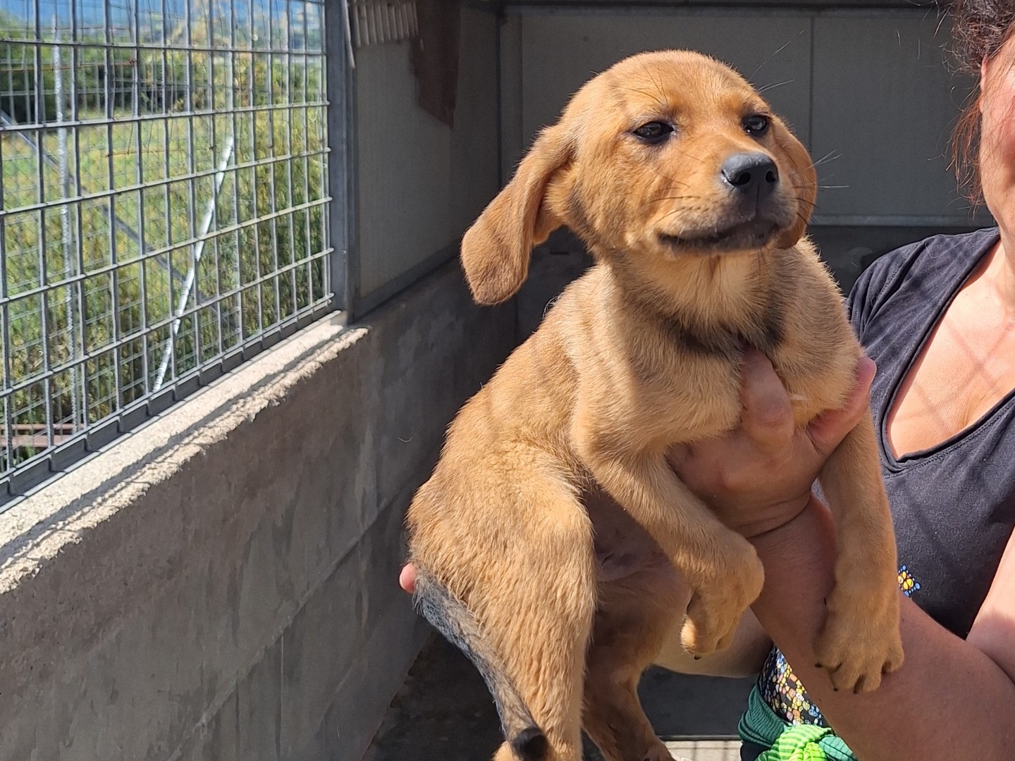 Adotta un cane, taglia media, femmina, Frosinone