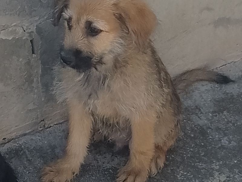 Adotta un cane, maschio, 4 mesi, Frosinone