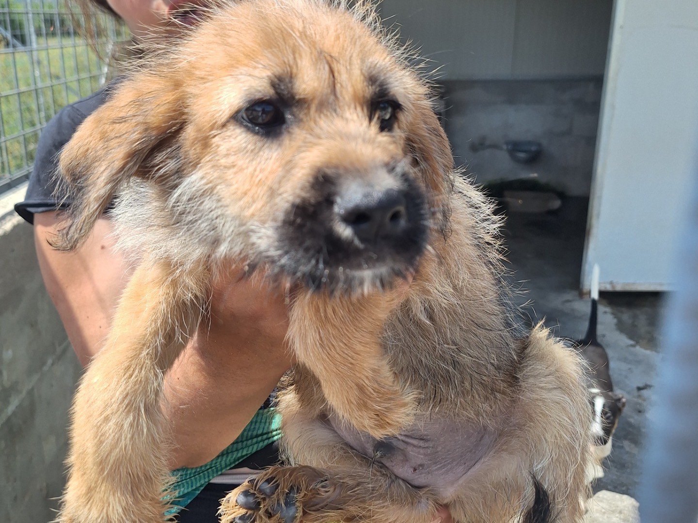 Adozione cane, maschio, Razza sconosciuta Razza sconosciuta, 4 mesi, taglia media, Frosinone