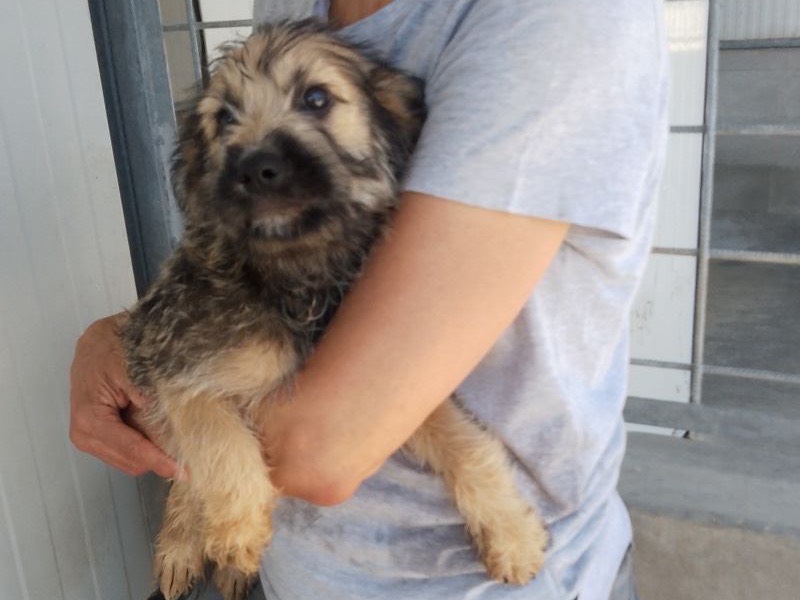 Adozione cane, maschio, Razza sconosciuta Razza sconosciuta, 4 mesi, taglia media, Frosinone