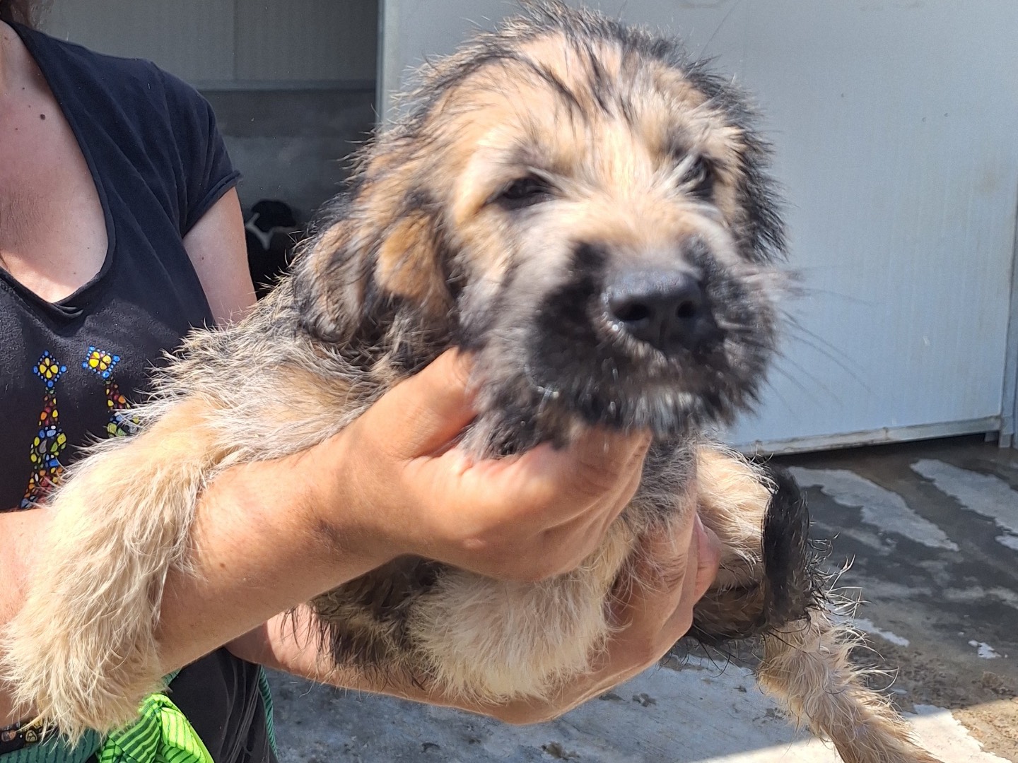 Adotta un cane, maschio, 4 mesi, Frosinone