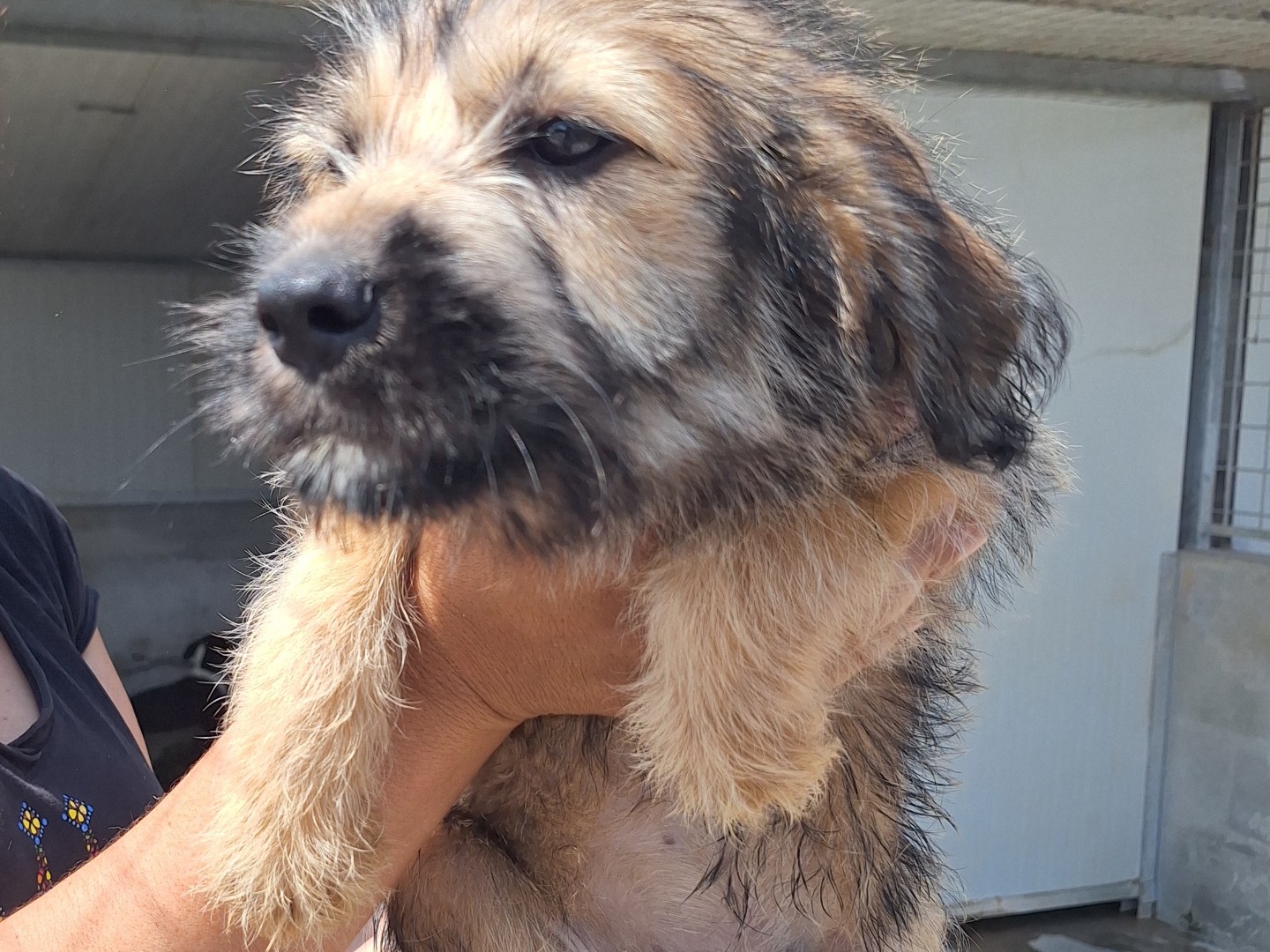 Adotta un cane, taglia media, maschio, Frosinone