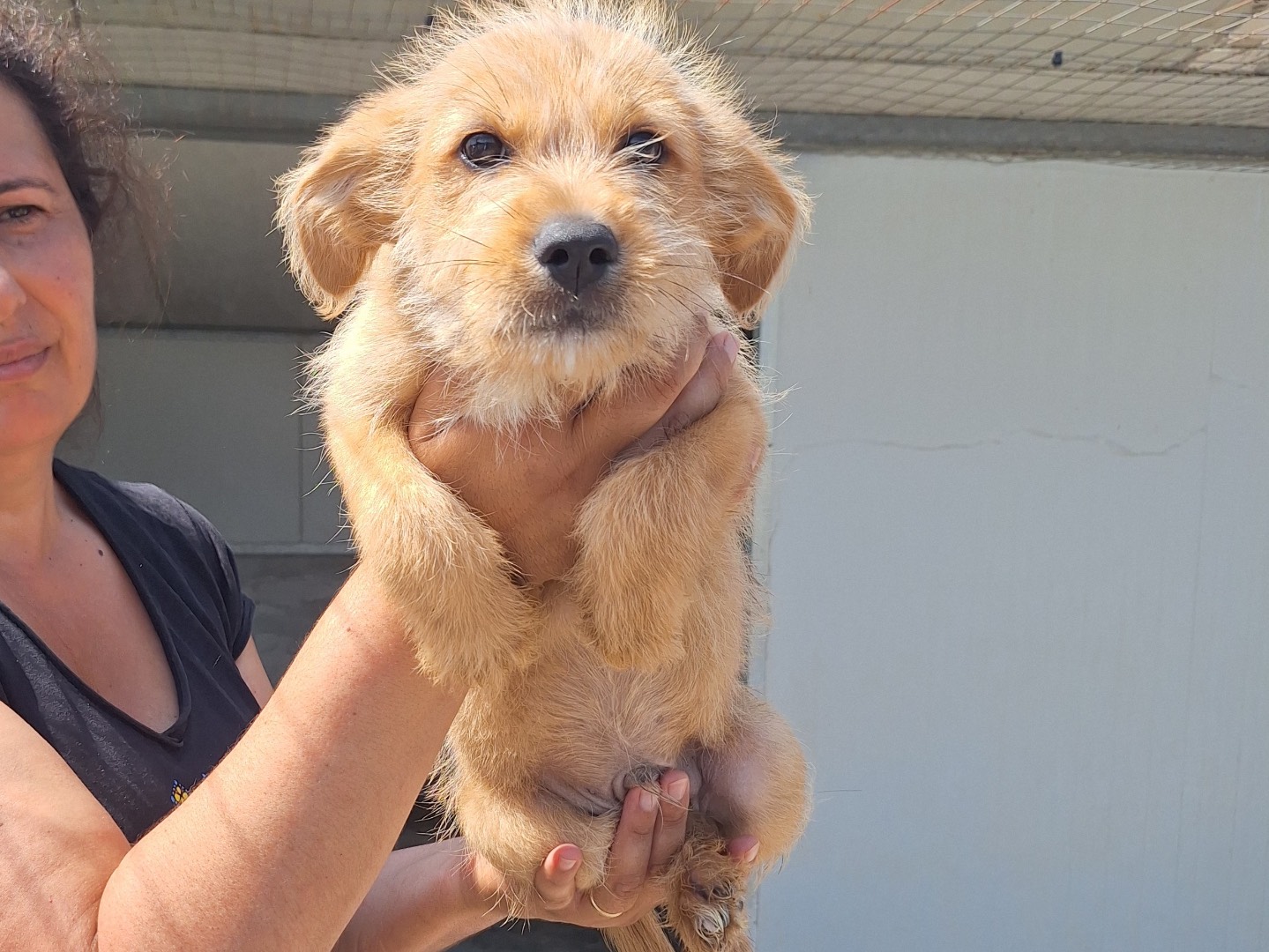 Adotta un cane, maschio, 4 mesi, Frosinone