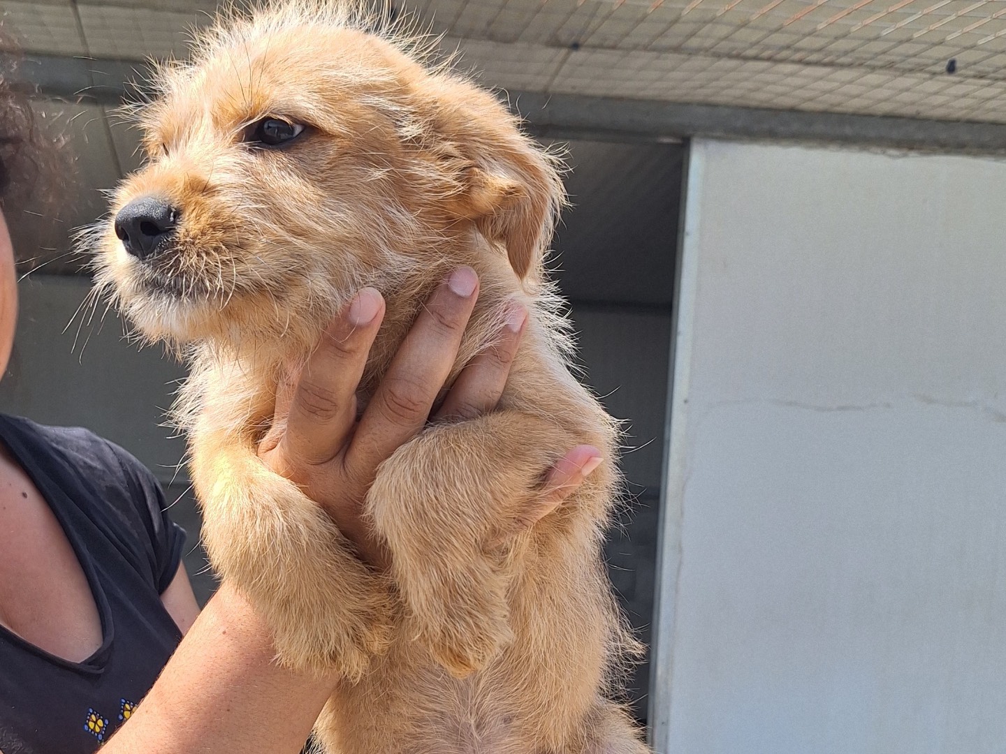Adotta un cane, taglia media, maschio, Frosinone