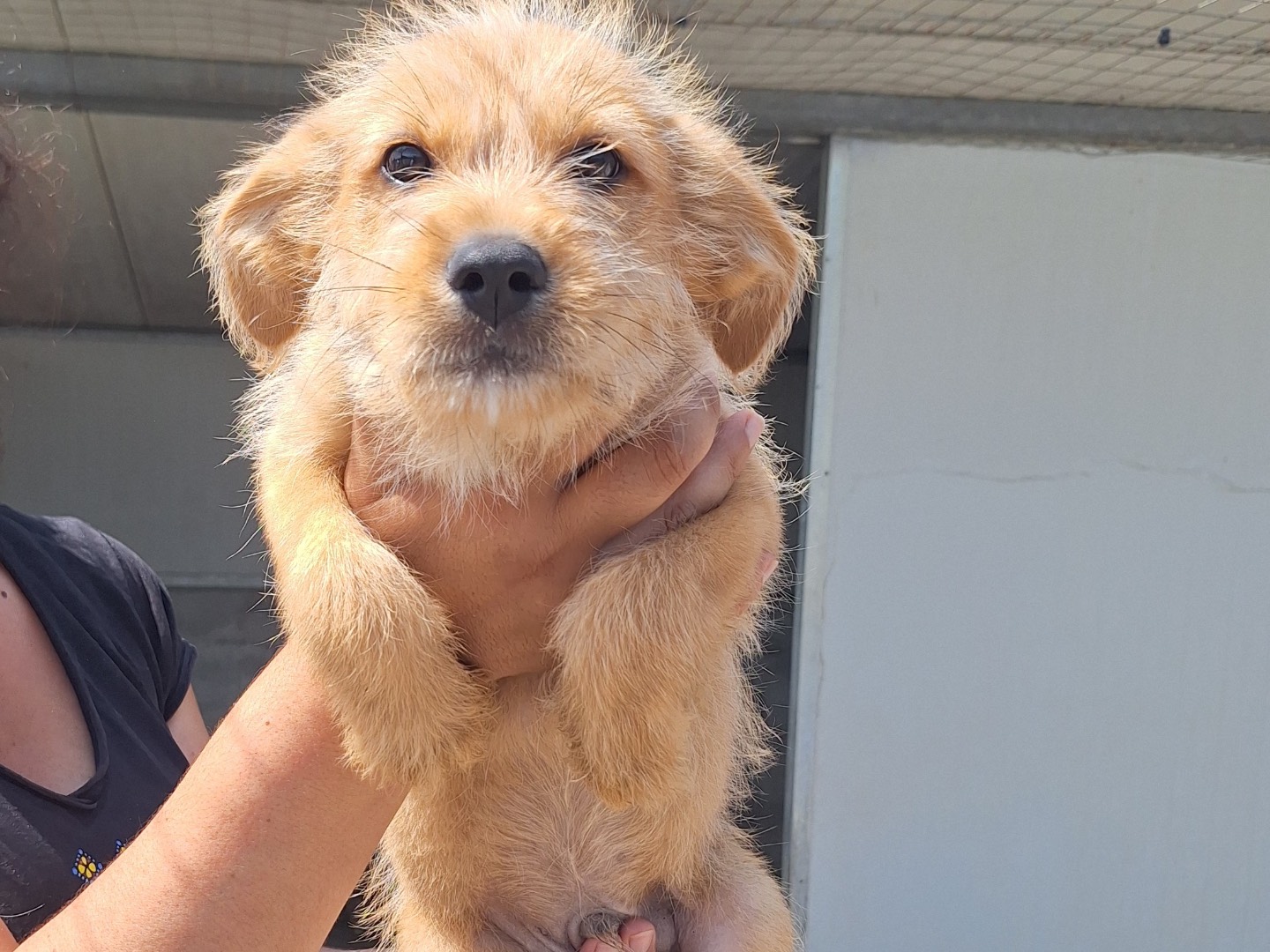 Adozione cane, maschio, Razza sconosciuta Razza sconosciuta, 4 mesi, taglia media, Frosinone