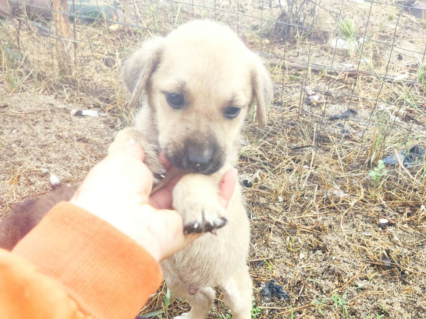 Adozione cane, maschio, Labrador Retriever Razza sconosciuta, 2 mesi, taglia grande, Brescia