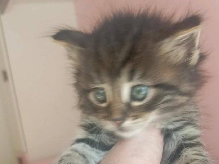 Adozione gatto, femmina, Australian Mist Razza sconosciuta, 4 mesi, taglia non valida, Bari