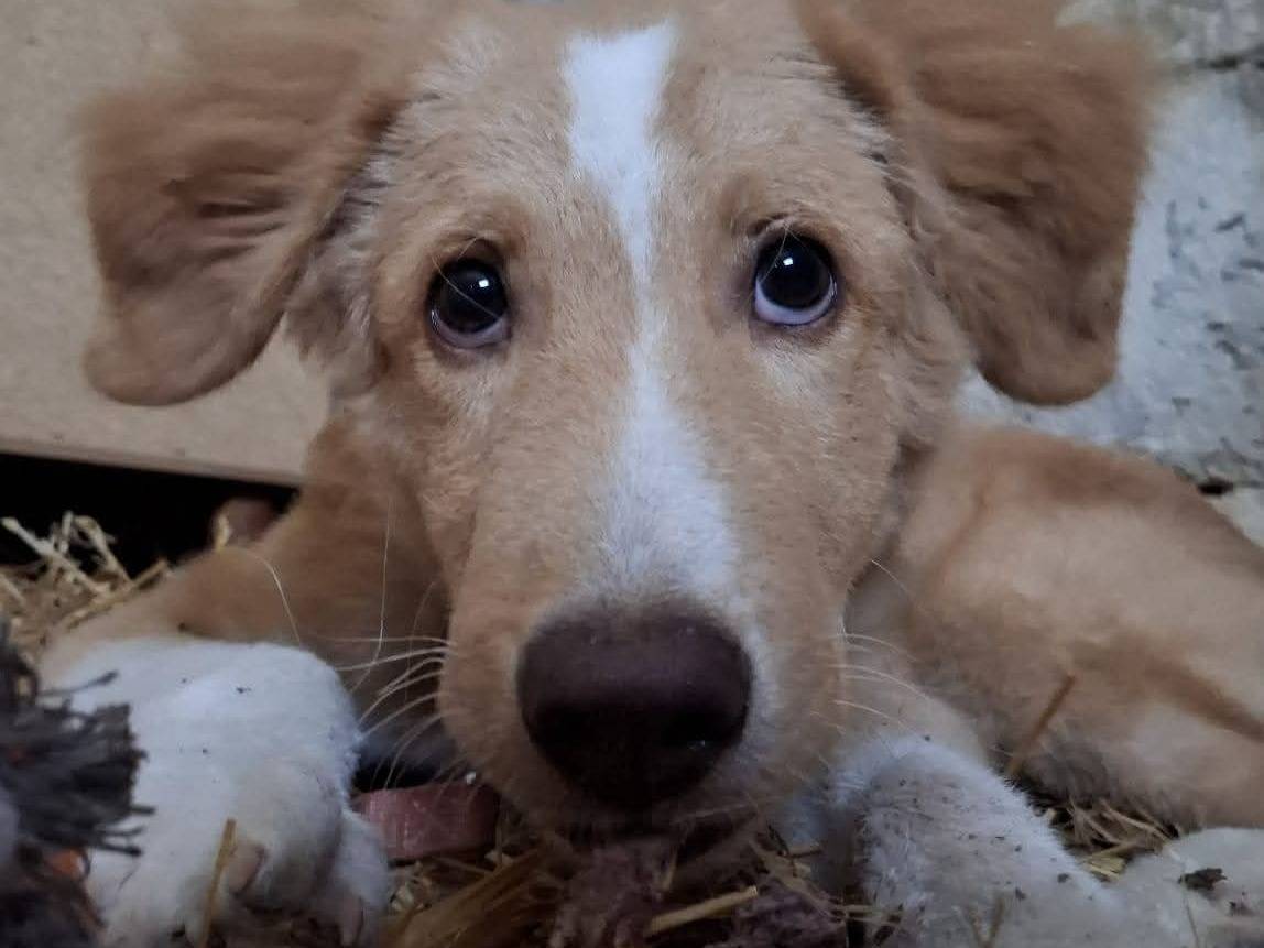 Adozione cane, maschio, Razza sconosciuta Razza sconosciuta, 5 mesi, taglia media contenuta, Frosinone