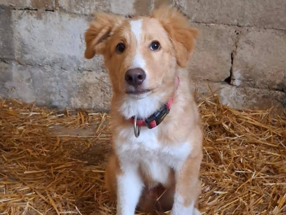 Adotta un cane, maschio, 5 mesi, Frosinone