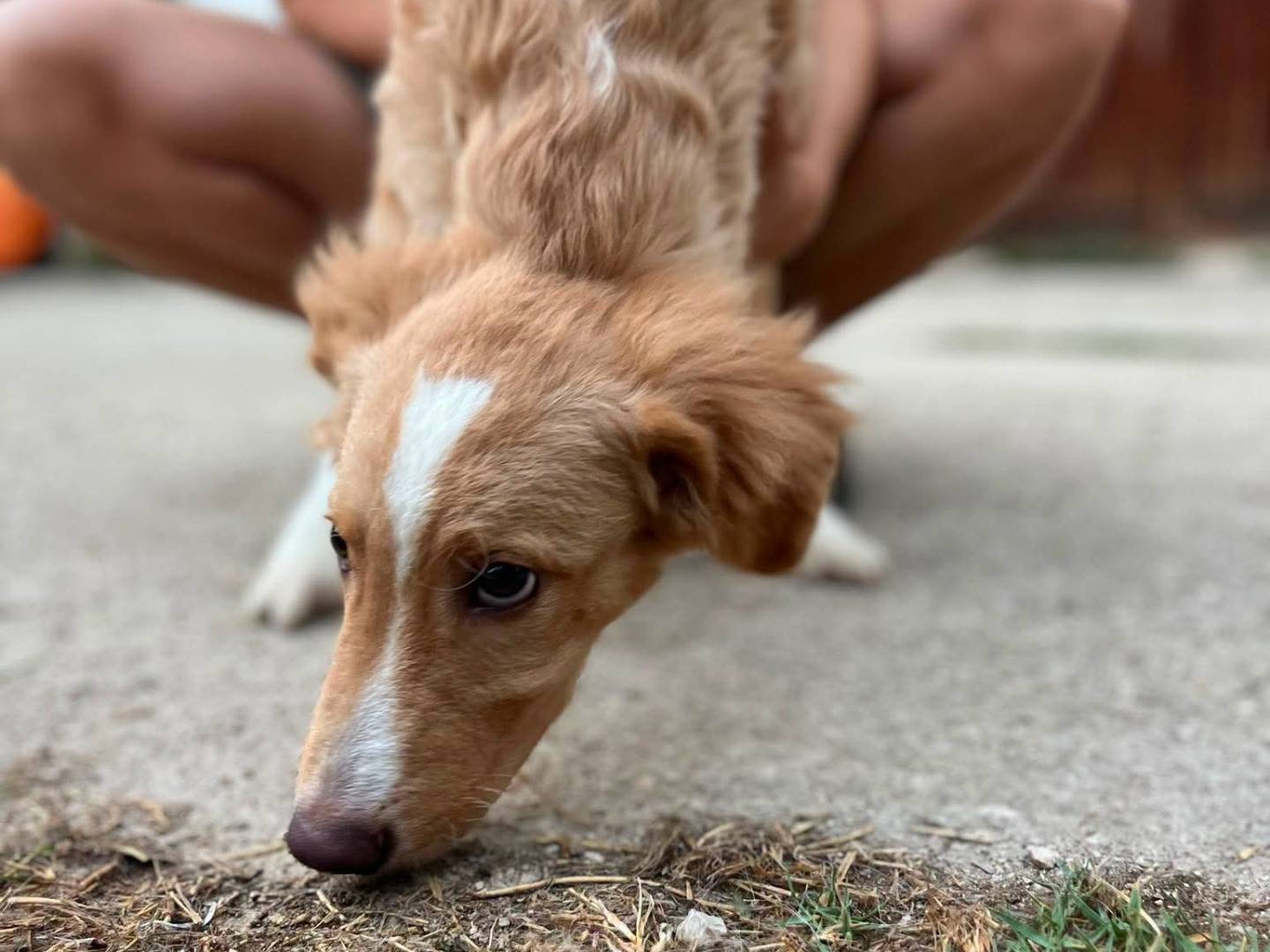 Adotta un cane, taglia media contenuta, maschio, Frosinone