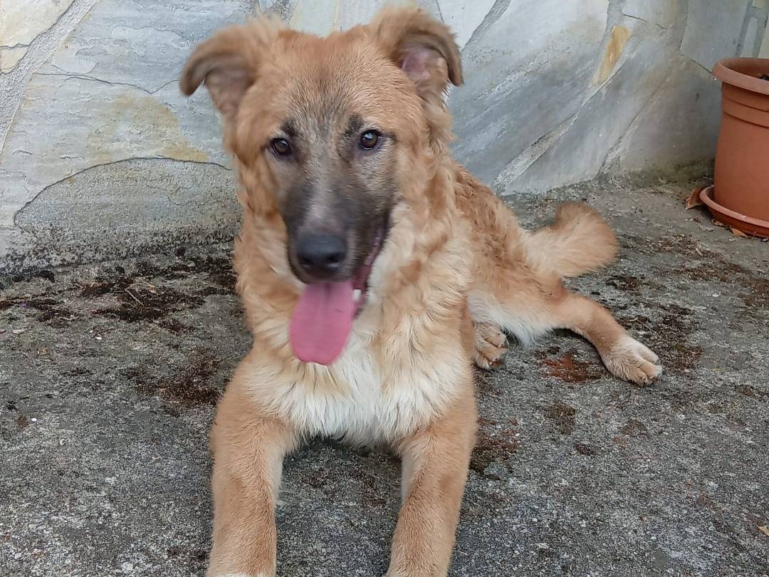 Adotta un cane, maschio, 4 mesi, Frosinone