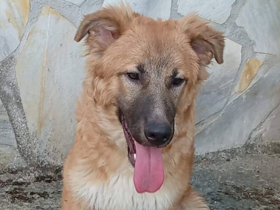Adotta un cane, taglia media, maschio, Frosinone