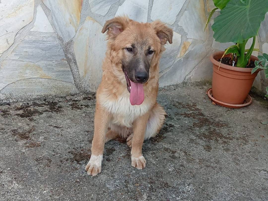 Vuoi adottare un cane a Frosinone?