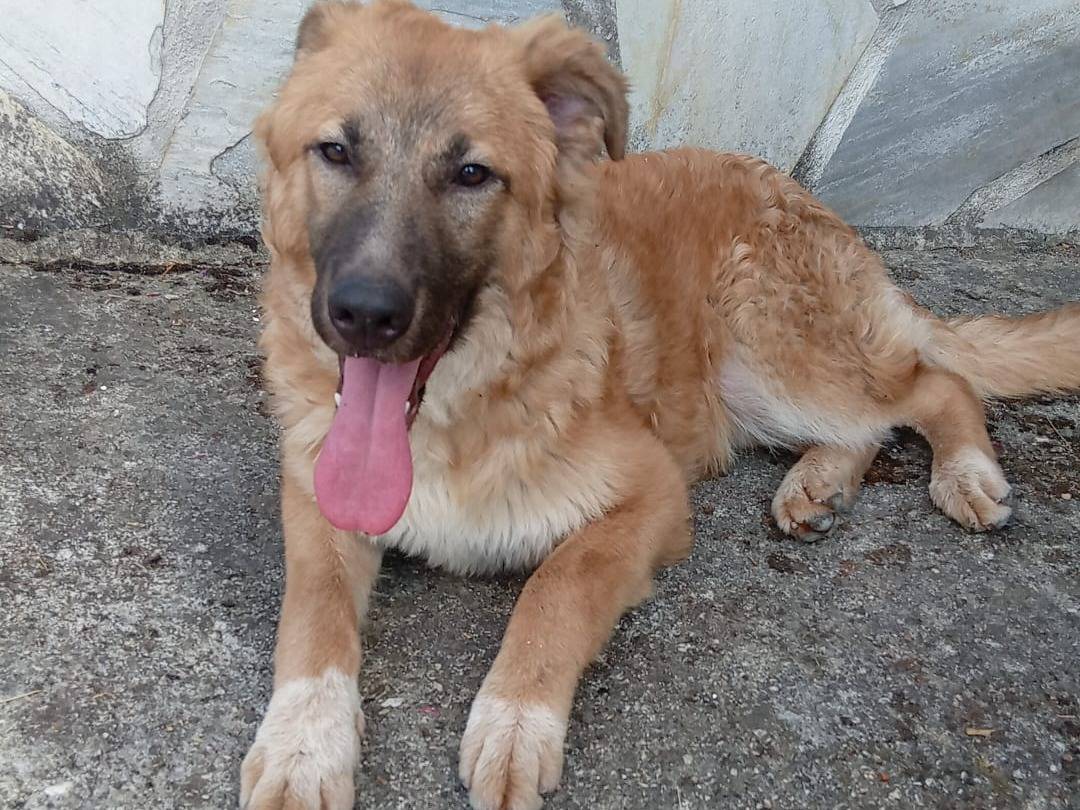 Adotta il cane Tonino a Frosinone