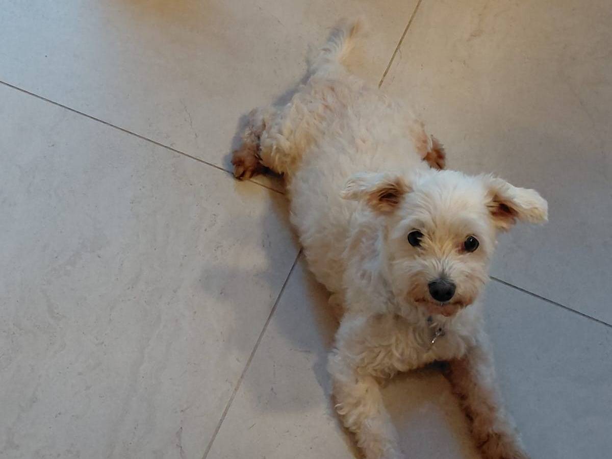 Adozione cane, femmina, Razza sconosciuta Razza sconosciuta, 10 anni e 5 mesi, taglia piccola, Cagliari