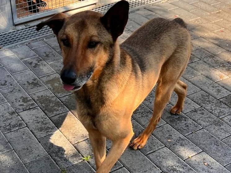 Adotta un cane, maschio, 4 anni e 4 mesi, Milano
