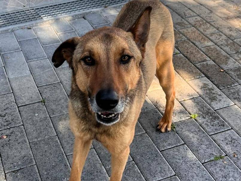Adotta un cane, taglia media, maschio, Milano