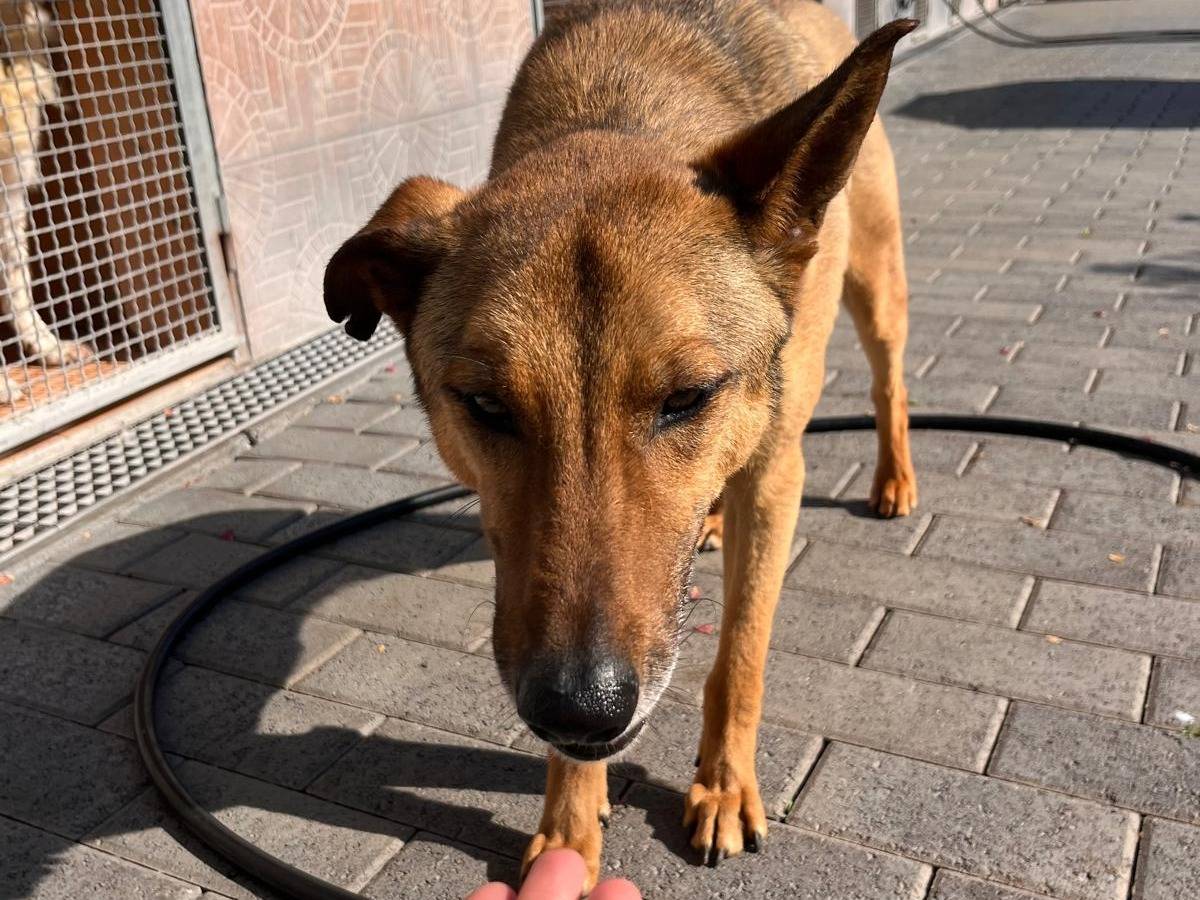 Vuoi adottare un cane a Milano?