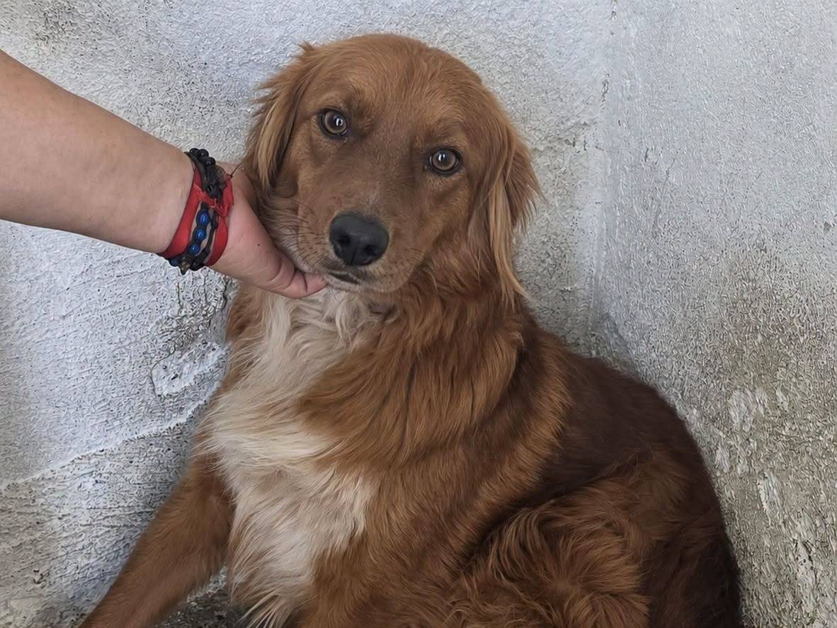 Adozione cane, maschio, Razza sconosciuta Razza sconosciuta, 3 anni e 1 mese, taglia media contenuta, Crotone