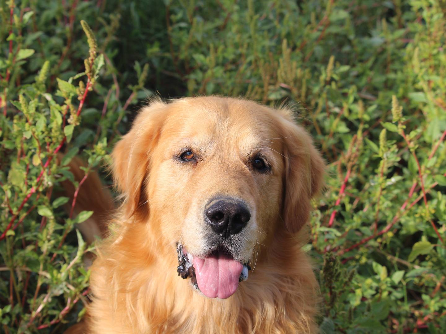 Adozione cane, maschio, Golden Retriever Razza sconosciuta, 5 anni e 10 mesi, taglia grande, Roma