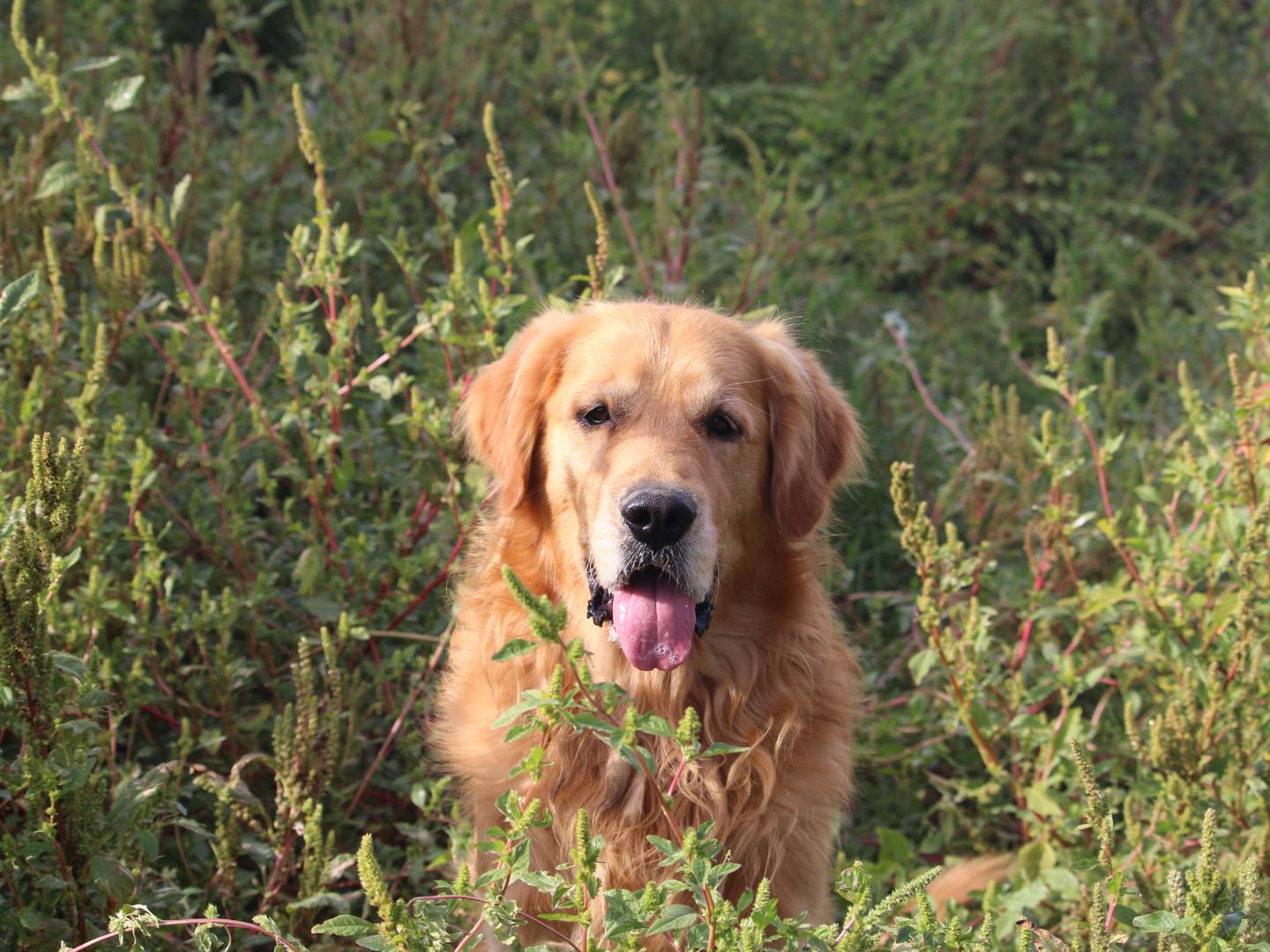 Adotta un cane, maschio, 5 anni e 10 mesi, Roma