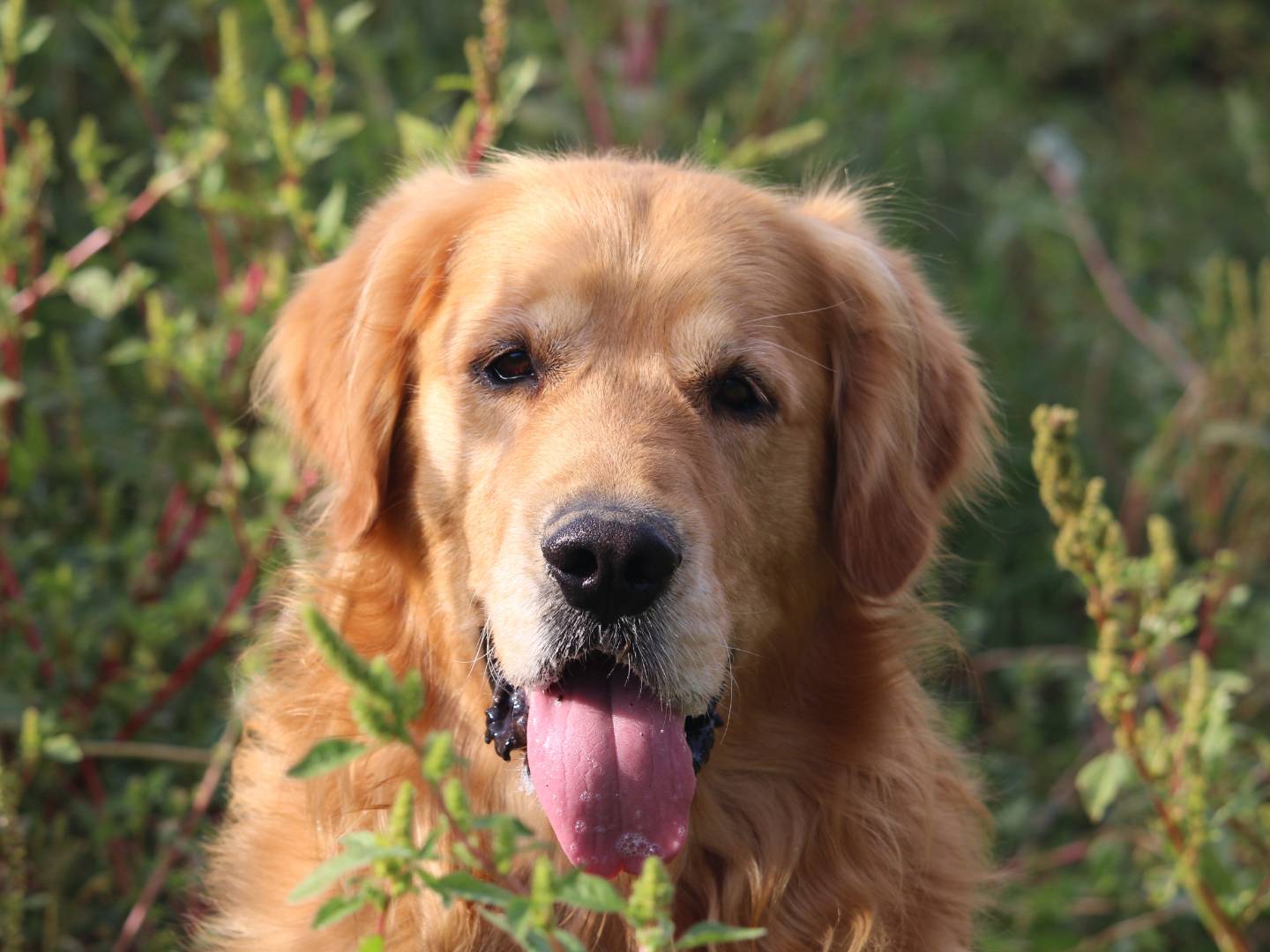 Adotta un cane, taglia grande, maschio, Roma