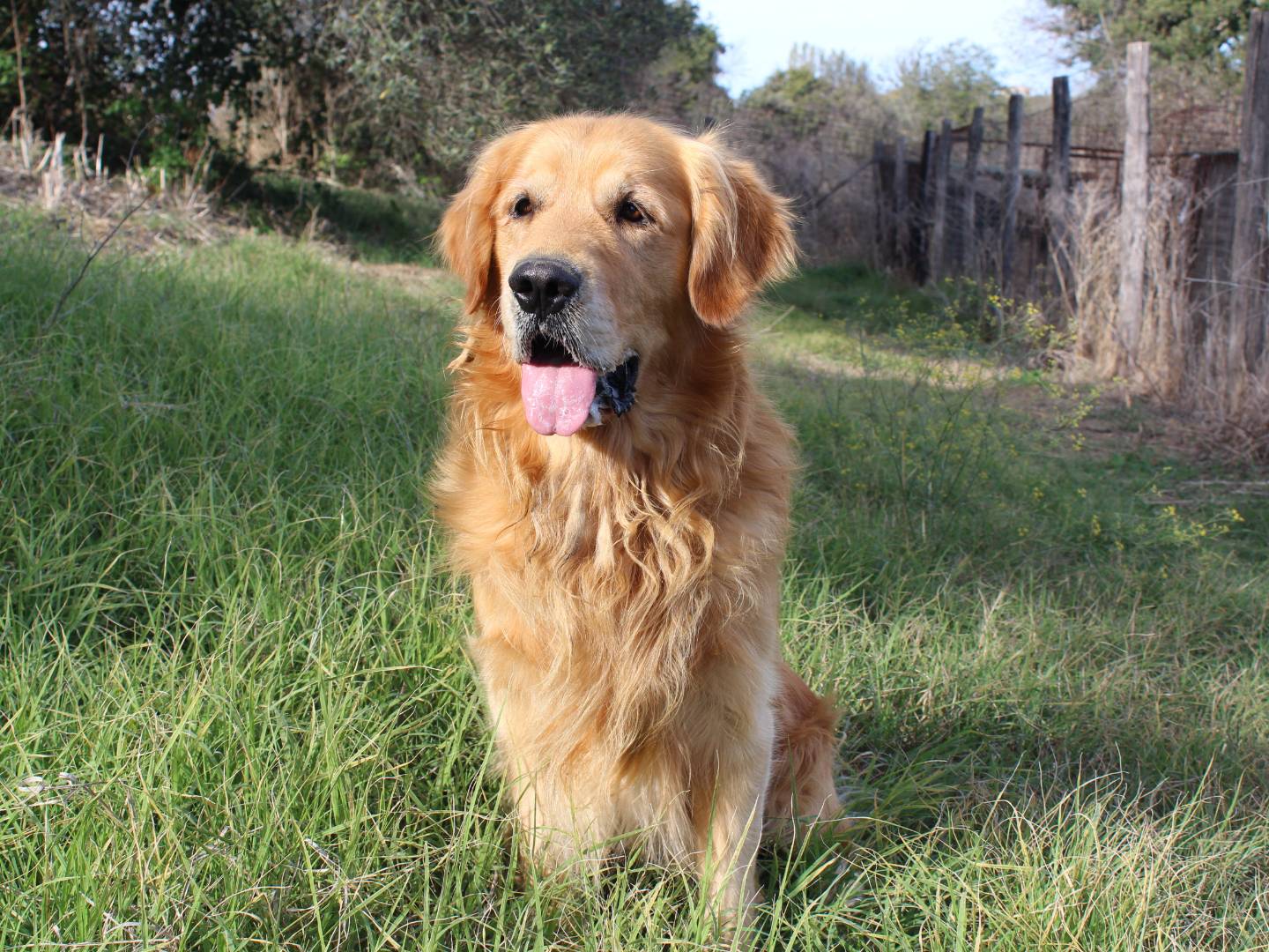Vuoi adottare un cane a Roma?
