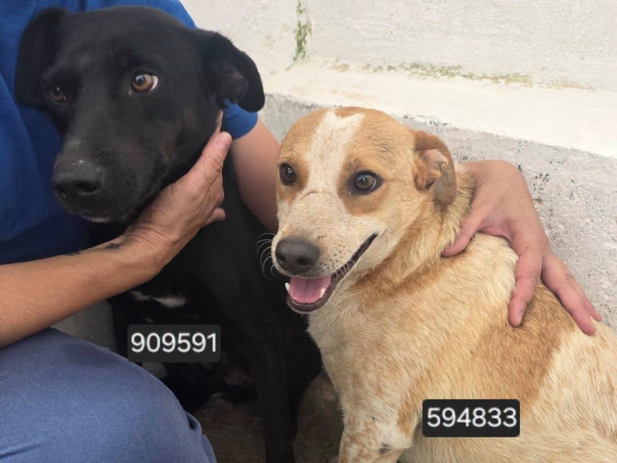 Adozione cane, maschio, Razza sconosciuta Razza sconosciuta, 2 anni e 1 mese, taglia media, Crotone