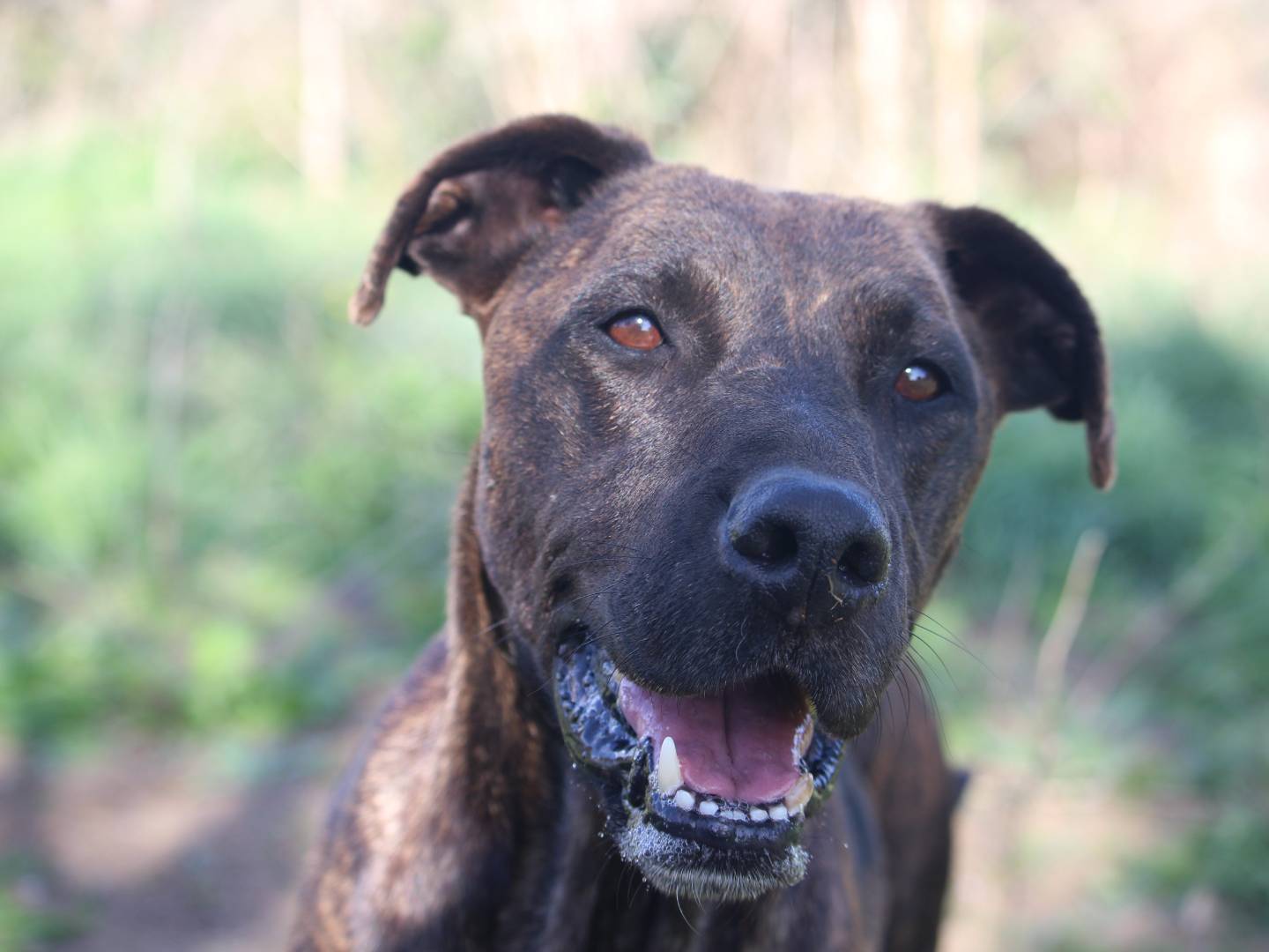 Adozione cane, femmina, Pitbull Razza sconosciuta, 8 anni e 4 mesi, taglia grande, Roma