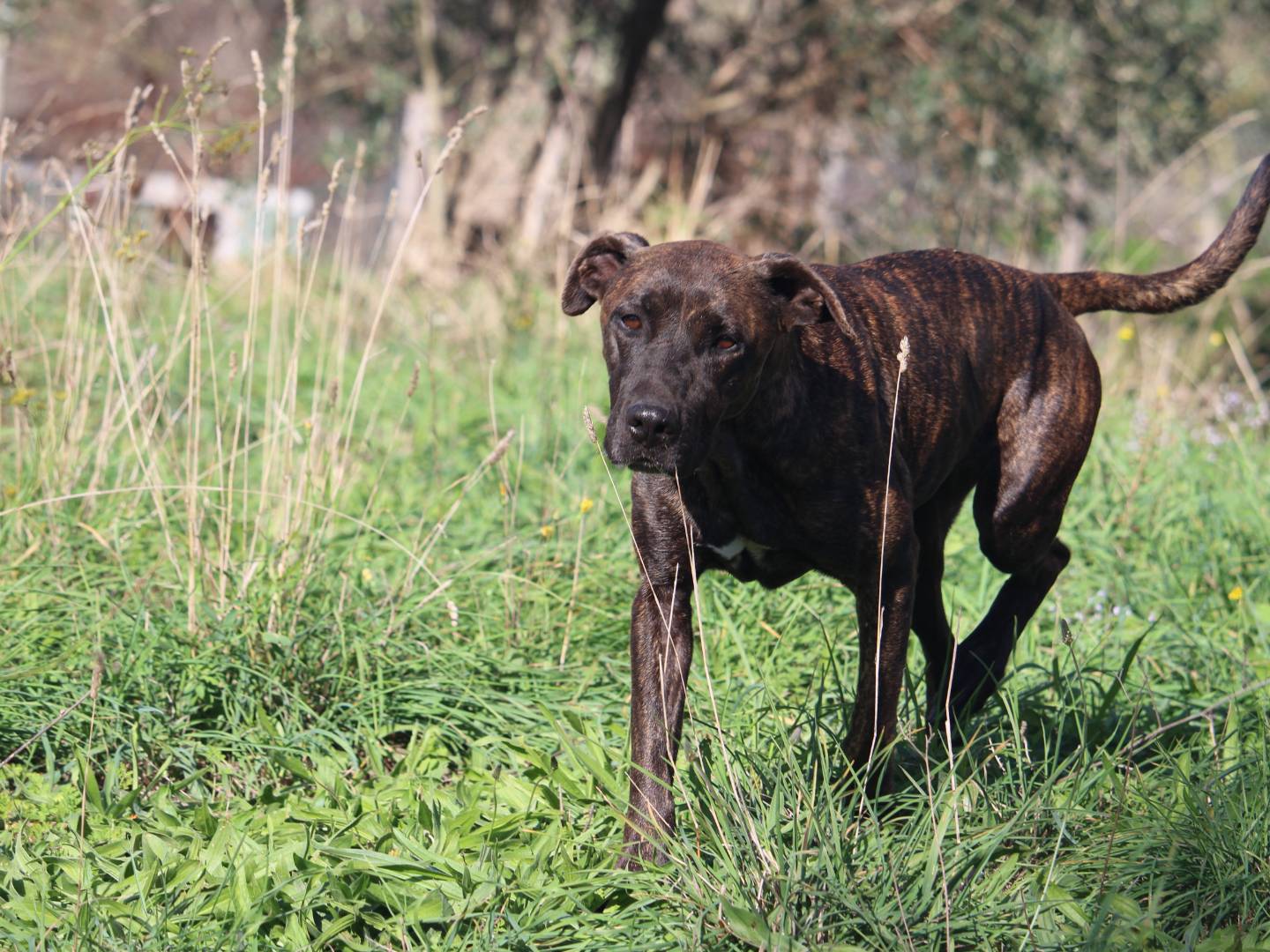 Adotta un cane, femmina, 8 anni e 4 mesi, Roma