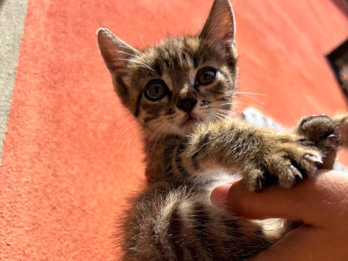 Adozione gatto, maschio, Razza sconosciuta Razza sconosciuta, 2 mesi, taglia non valida, Asti