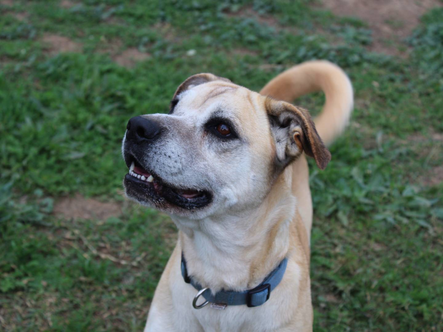 Adozione cane, femmina, Shar Pei Razza sconosciuta, 5 anni e 6 mesi, taglia grande, Roma